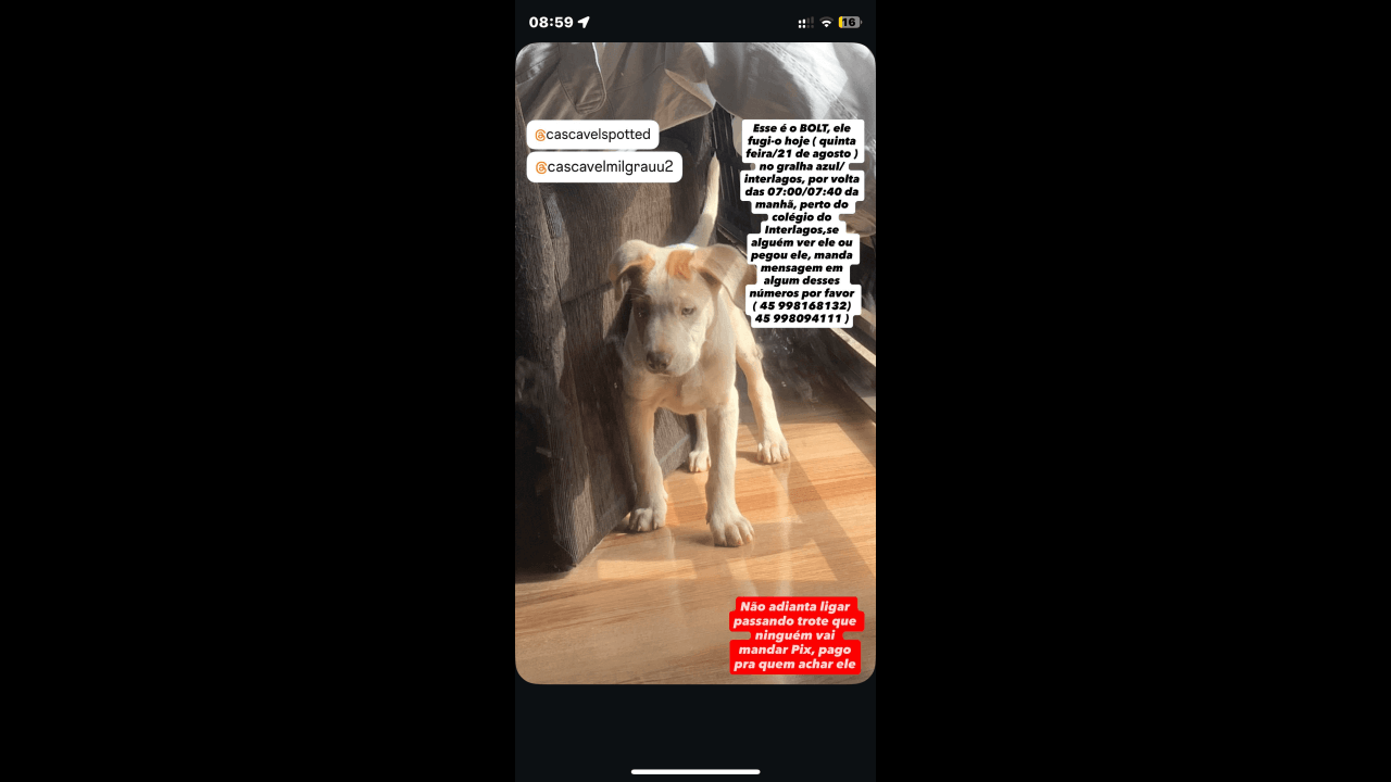 Cachorro Bolt desapareceu no bairro Interlagos