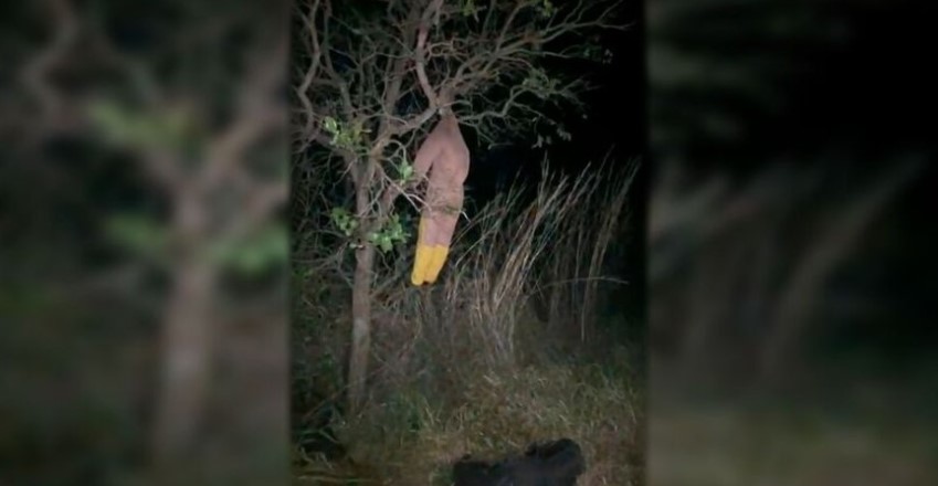 Boneco pendurado em árvore assusta motoristas e mobiliza Corpo de Bombeiros