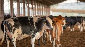 Dois lotes da vacina Excell 10 pode ter matado quase 200 animais Dois lotes da vacina Excell 10 pode ter matado quase 200 animais