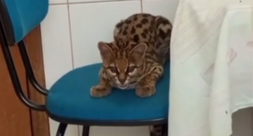 Filhote de jaguatirica entra em cozinha de Unidade Básica de Saúde