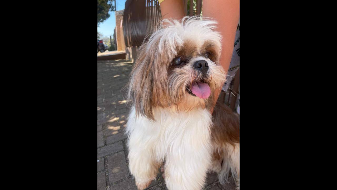 Cachorro é encontrado no bairro Santa Felicidade