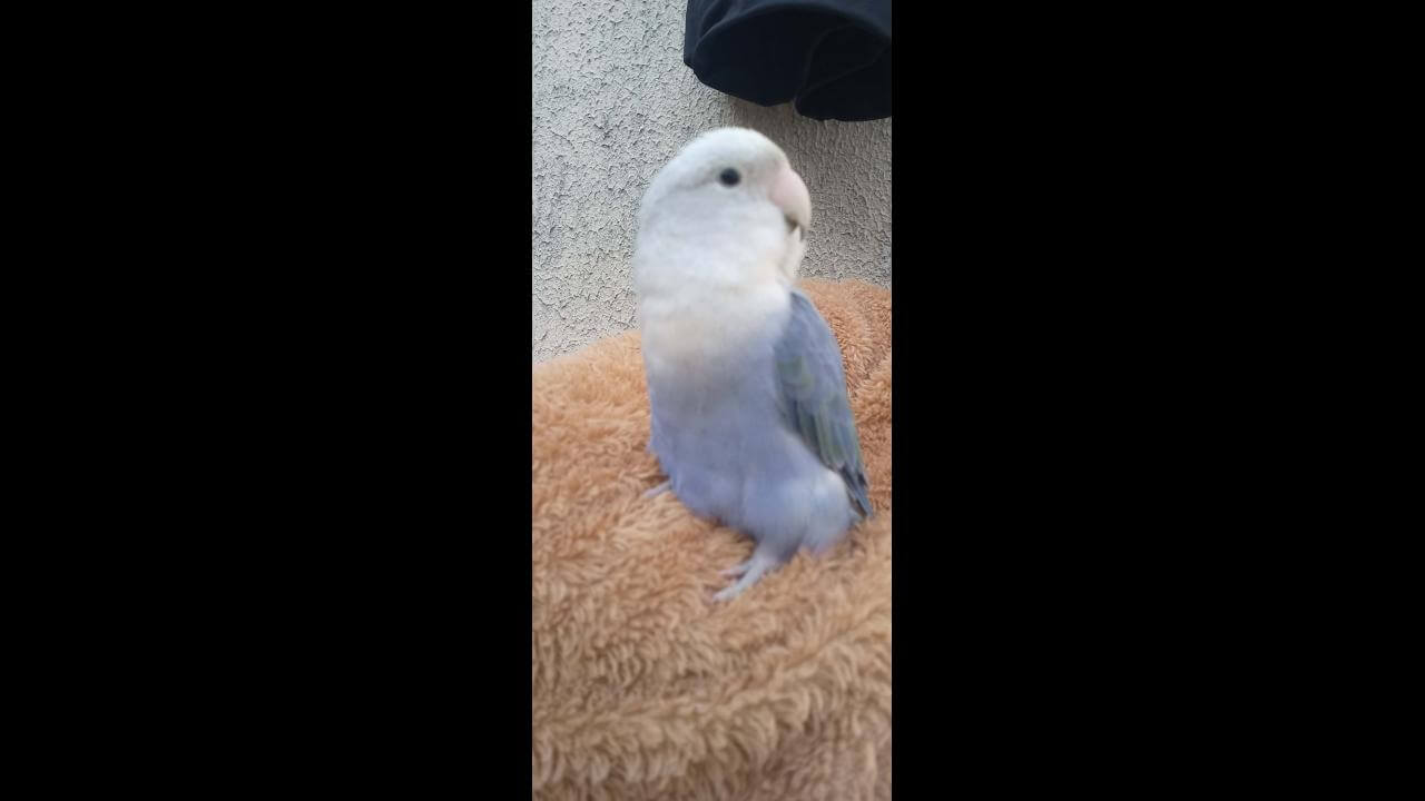Periquito Bebezinho desapareceu no bairro Parque São Paulo