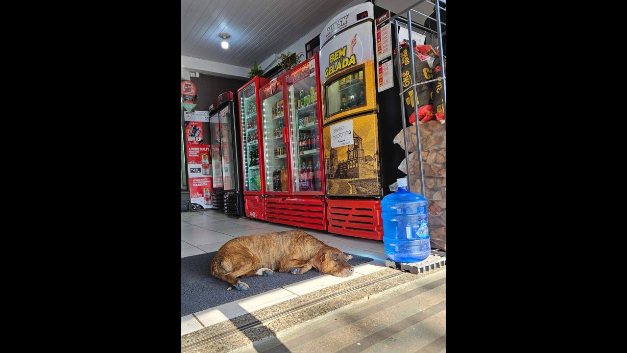 Cachorra é encontrada no bairro São Cristóvão