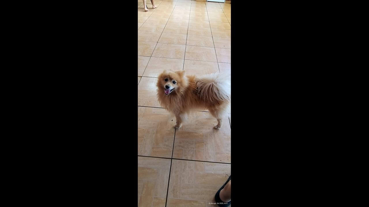 Cachorro é encontrado no bairro Brasília