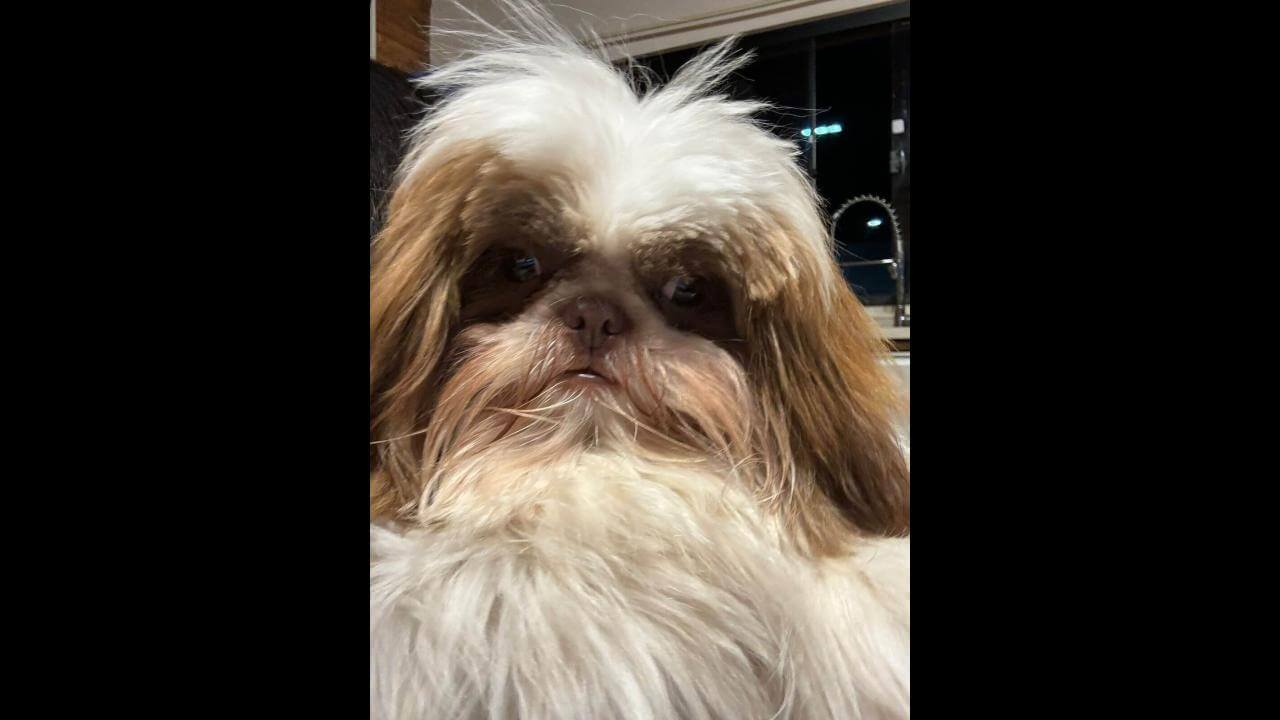 Cachorro Bolinha desapareceu no bairro Presidente