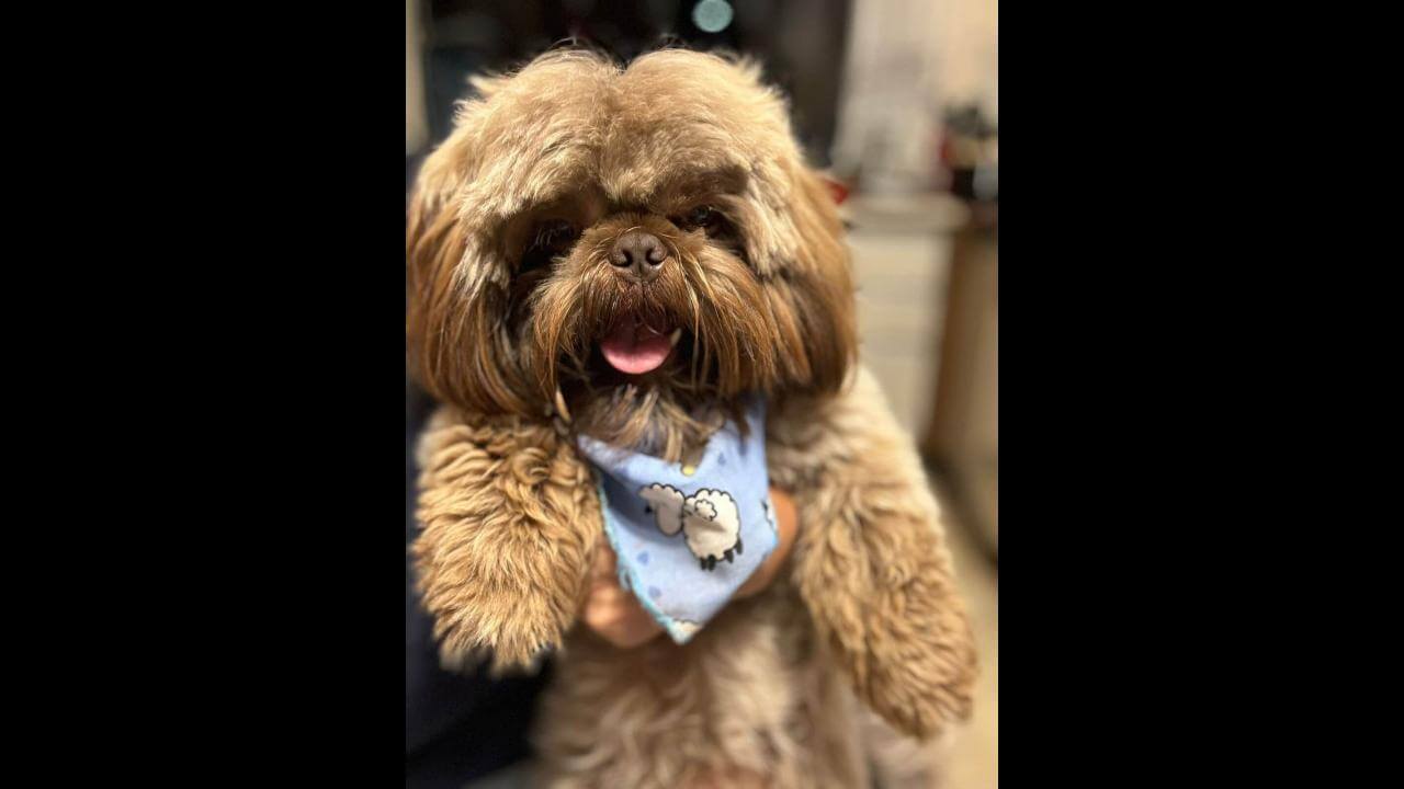 Cachorro Petô desapareceu no bairro Cascavel Velho Cachorro Petô desapareceu no bairro Cascavel Velho