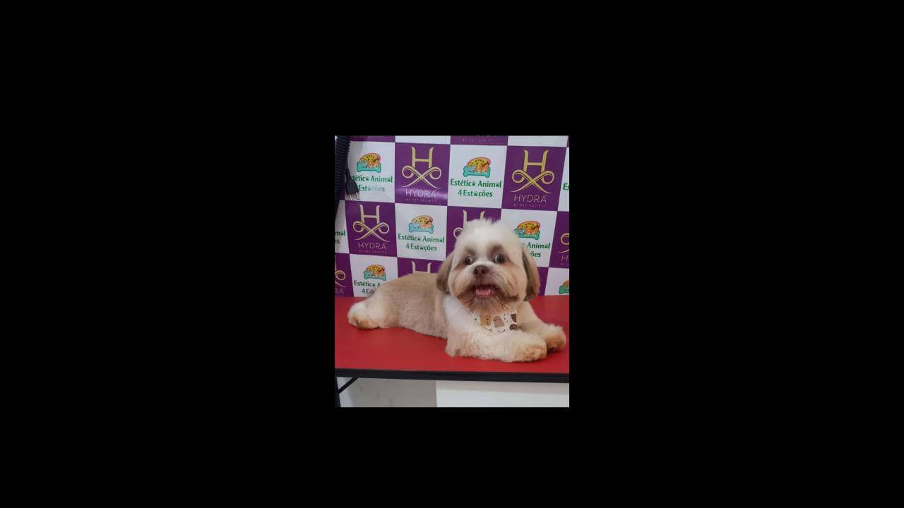Cachorro Thor desapareceu no bairro Brasília Cachorro Thor desapareceu no bairro Brasília