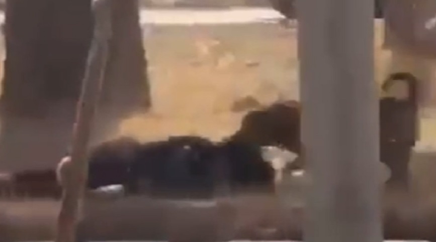 Mulher quase é devorada por cães ferozes no meio da rua
