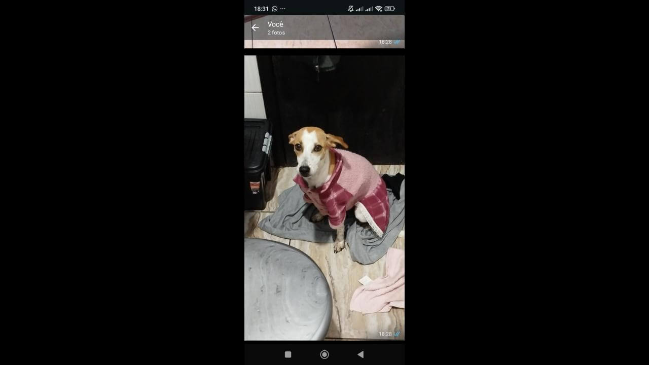 Cachorra Jhulie desapareceu no bairro Floresta