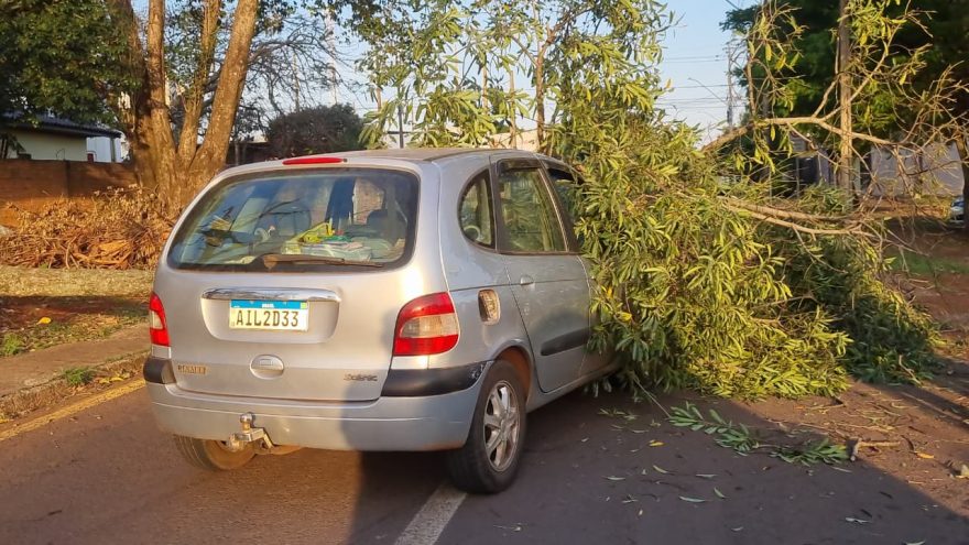 Queda inesperada de árvore em veículo: bebê e criança de 2 anos estavam no carro