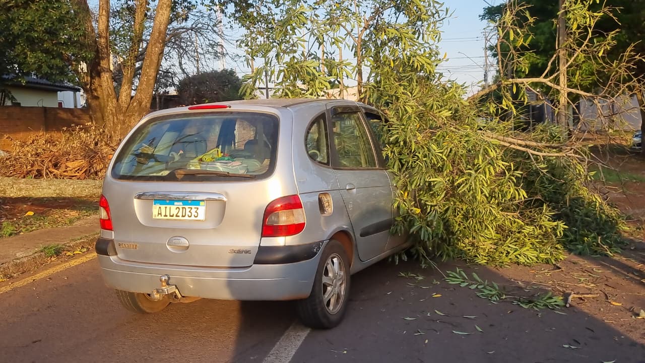 Queda inesperada de árvore em veículo: bebê e criança de 2 anos estavam no carro Queda inesperada de árvore em veículo: bebê e criança de 2 anos estavam no carro