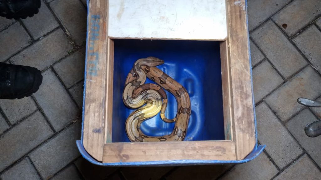 Olha a cobra! Jiboia é capturada em terreno de casa em Cascavel