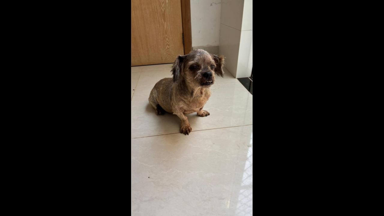 Cachorra é encontrada no bairro Universitário