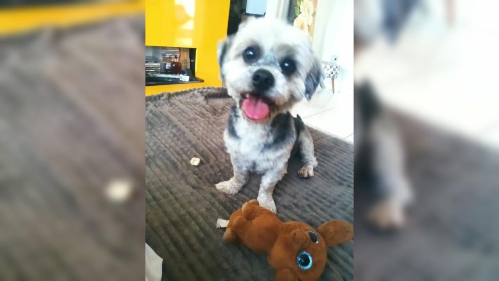 Cachorra é encontrada na região do Bairro FAG