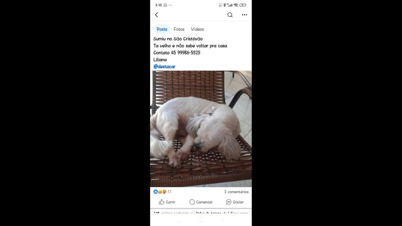 Cachorro Luk desapareceu no bairro São Cristóvão