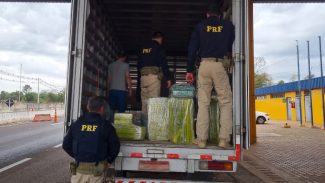 PRF apreende carga de maconha durante fiscalização na BR-277 em Cascavel