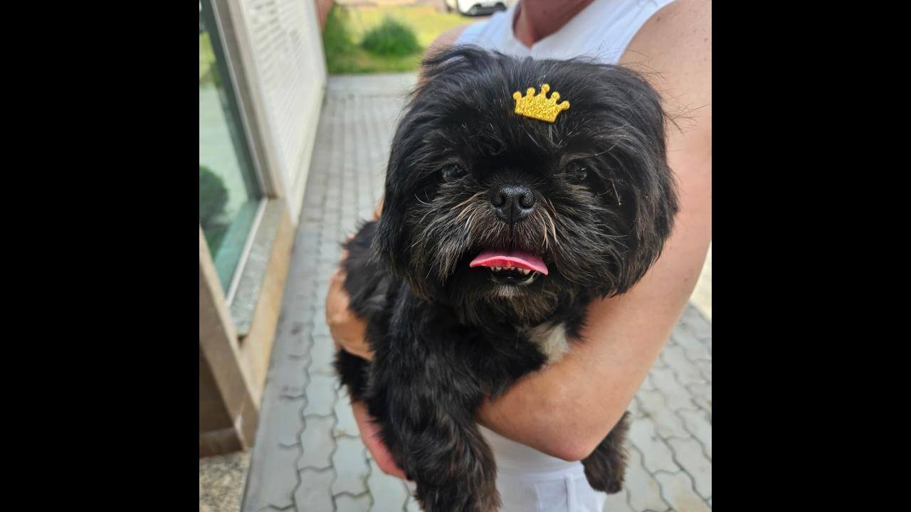 Cachorra é encontrada no bairro Jardim Cristal