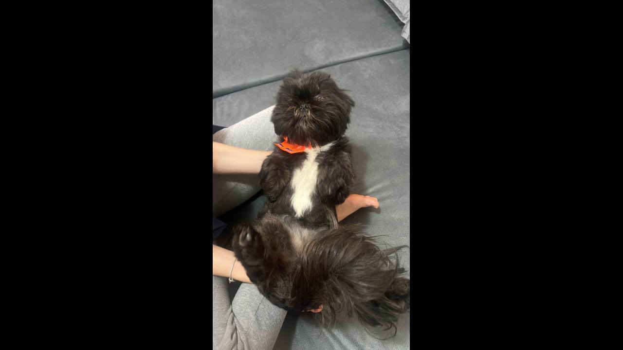 Cachorra Pretinha desapareceu no bairro Recanto Tropical