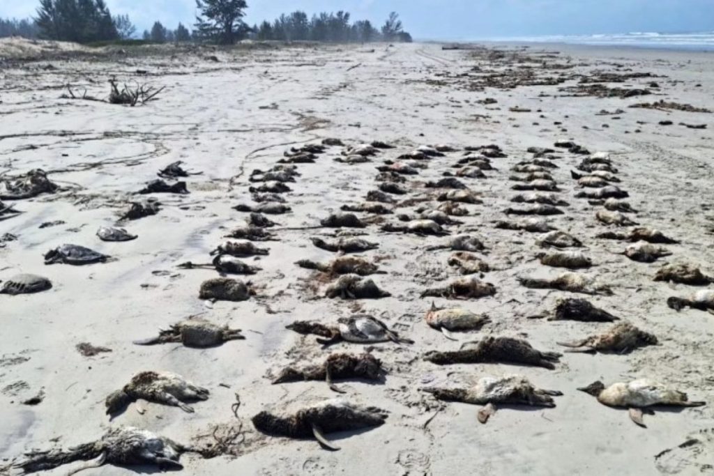 Temporada de pinguins tem saldo triste: centenas aparecem mortos no litoral