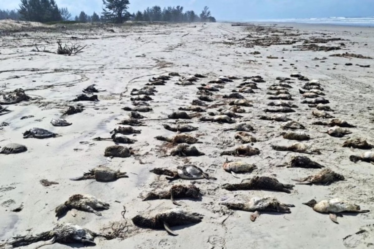 Temporada de pinguins tem saldo triste: centenas aparecem mortos no litoral