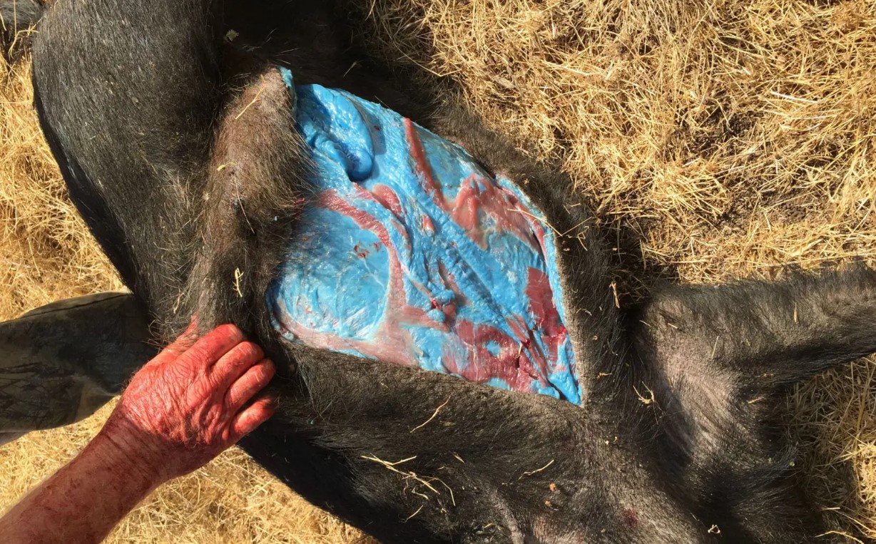 Javaporcos com carne azul são encontrados na Califórnia; Entenda