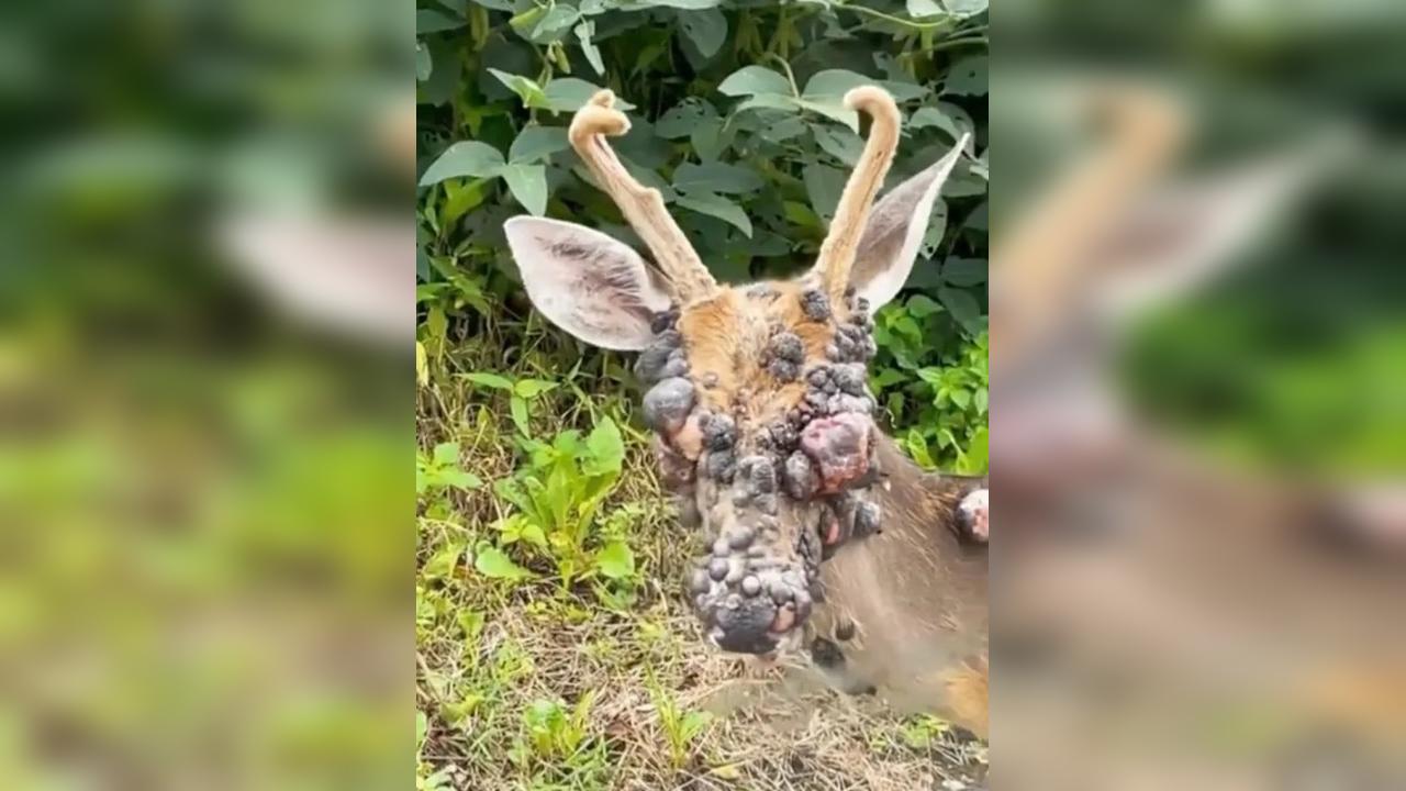 Fotos bizarras de cervos com “bolhas negras” viralizam após surgirem temores de coelhos e esquilos “zumbis”