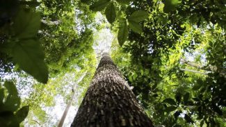 Países defendem fundo florestal com recursos carimbados para indígenas Países defendem fundo florestal com recursos carimbados para indígenas