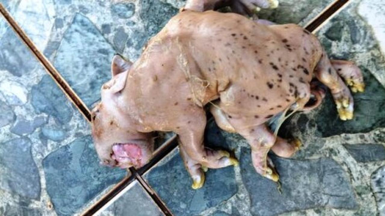 Leitão nasce com duas línguas e seis patas no interior do Paraná