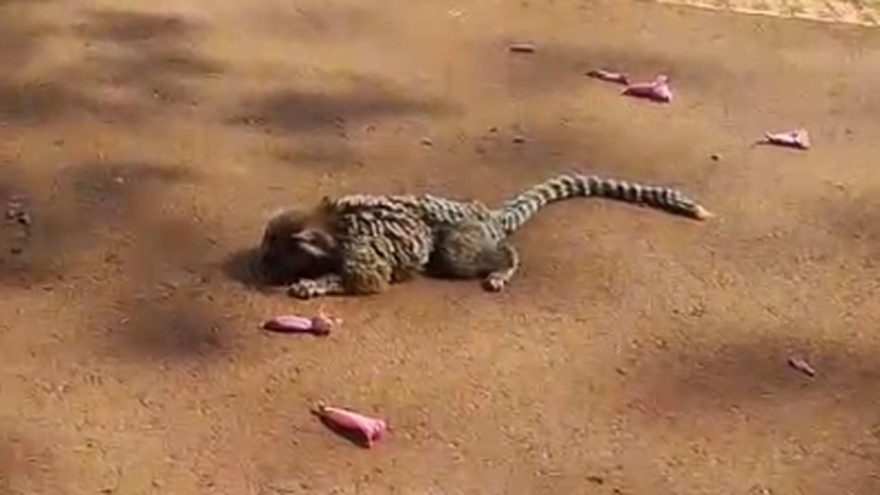 Sagui machucado é encontrado por internauta no Lago Municipal
