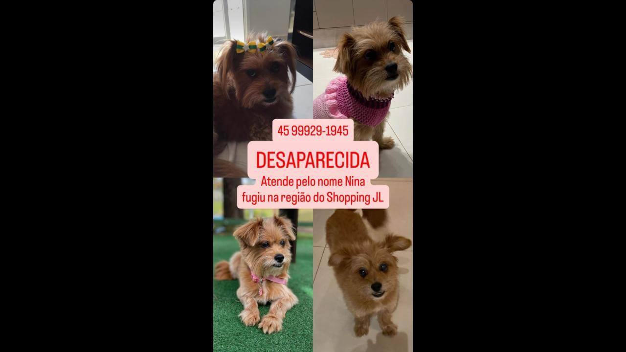 Cachorra Nina desapareceu no bairro Centro