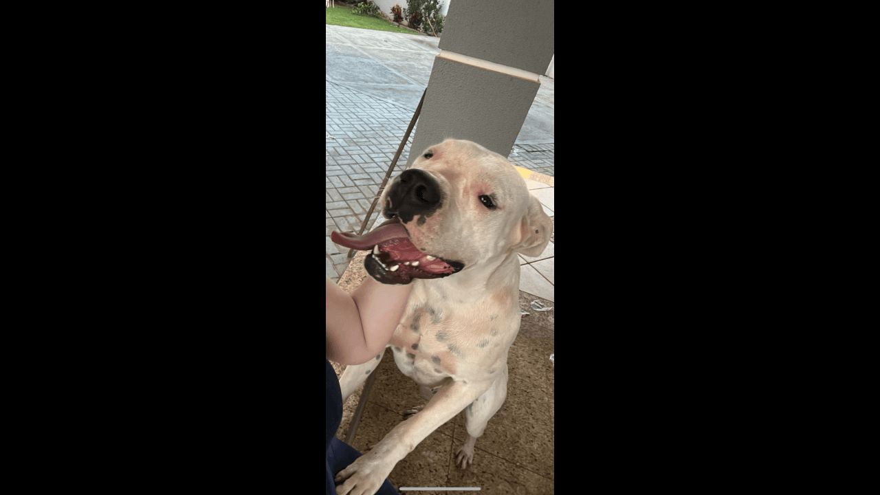 Cachorra KLOE desapareceu no bairro Centro