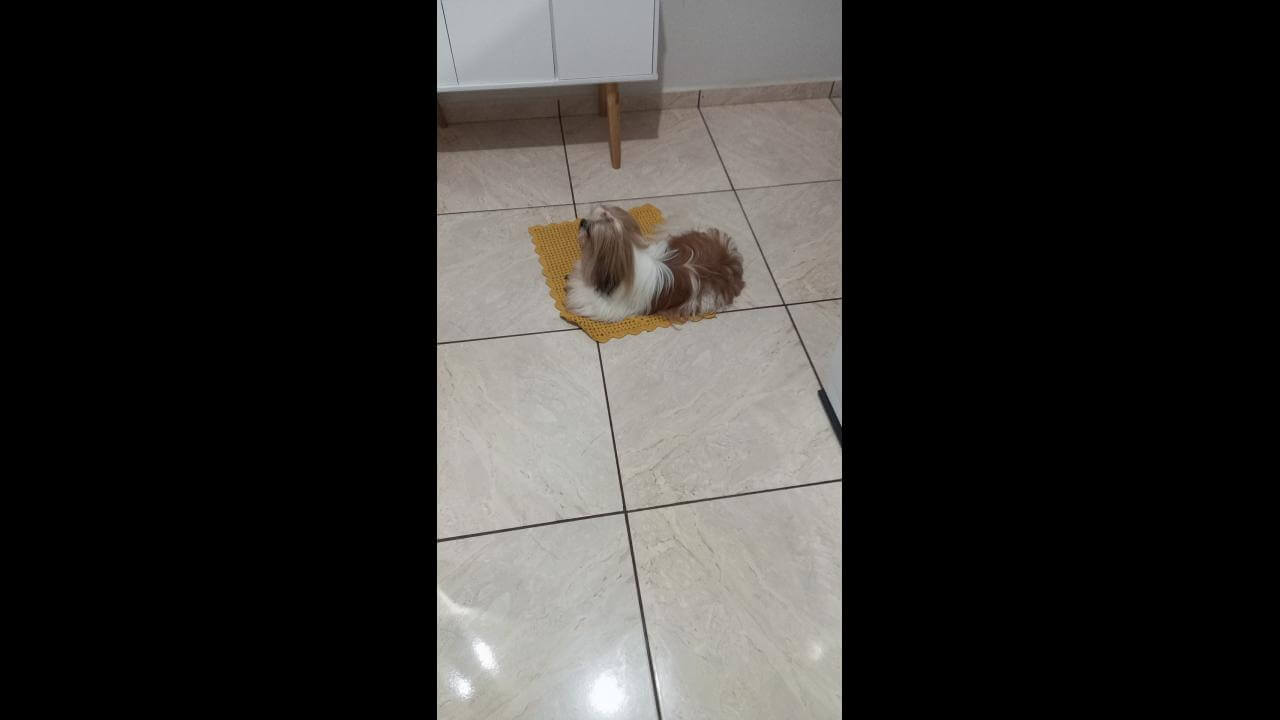 Cachorra é encontrada no bairro 14 de Novembro