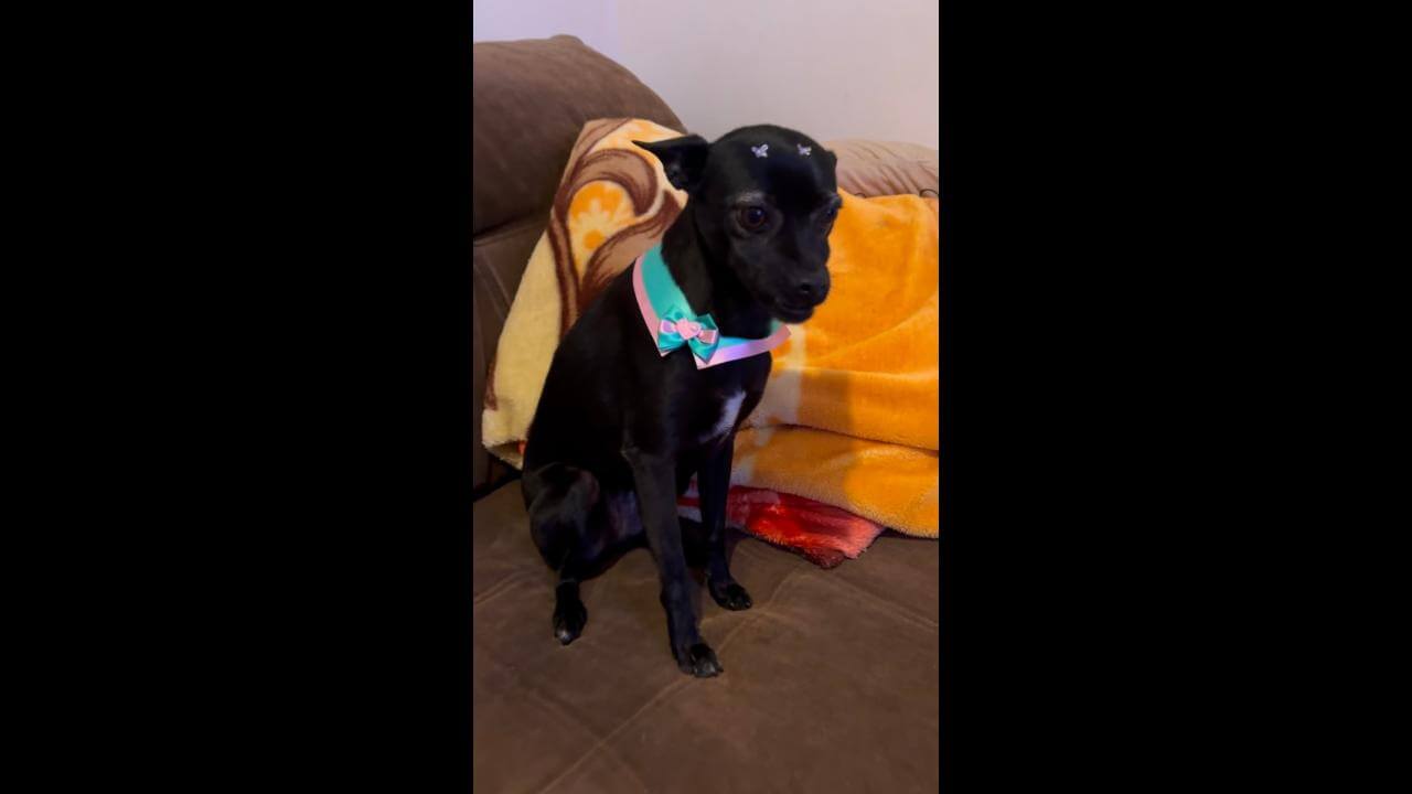 Cachorra Sofia desapareceu no bairro Alto Alegre