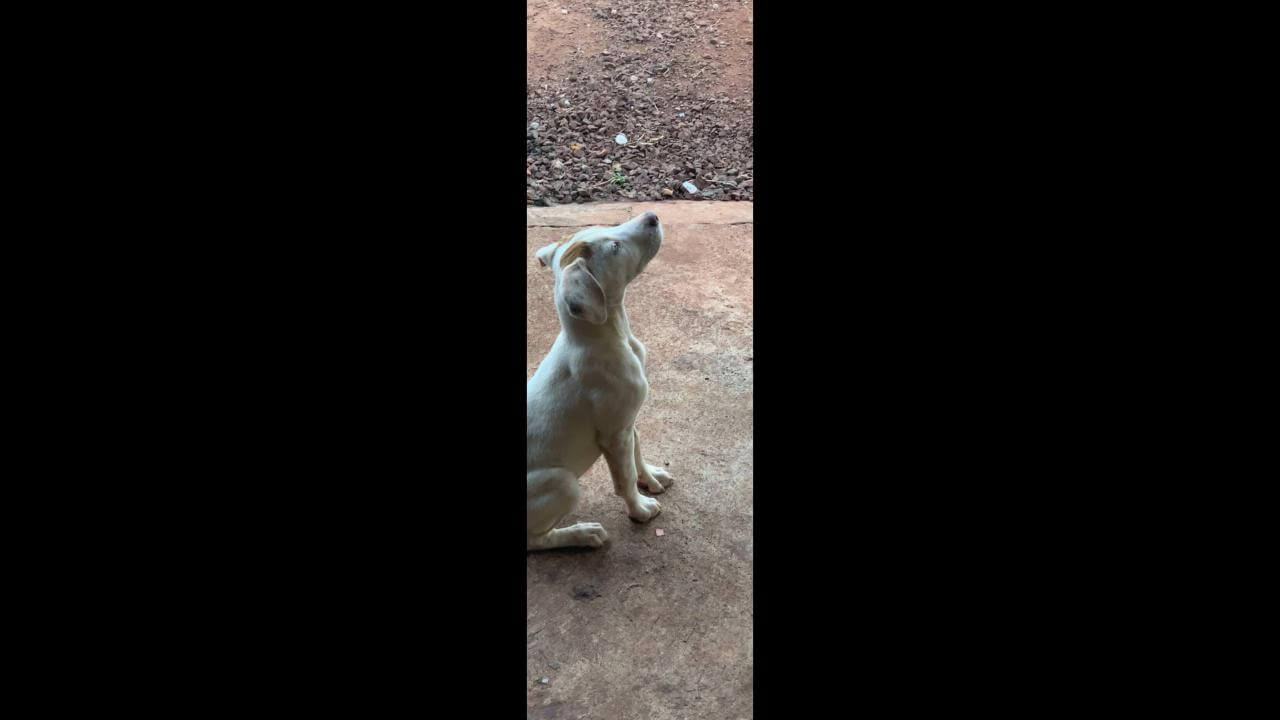 Cachorro Bolt desapareceu no bairro Interlagos