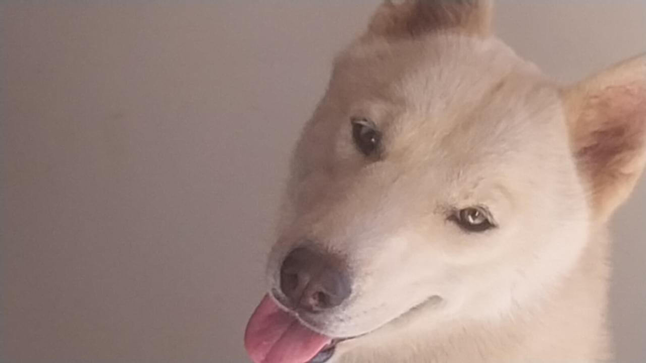 Cachorra Bela desapareceu no bairro Santa Cruz