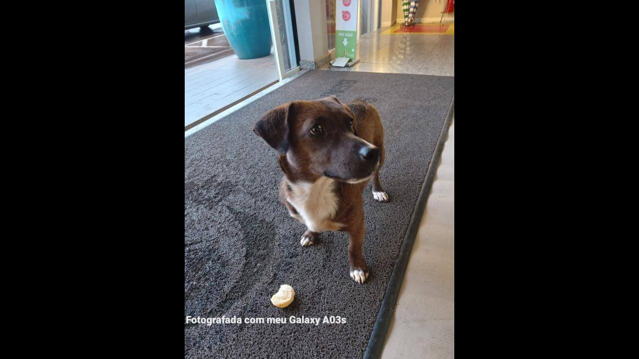 Cachorra é encontrada no bairro Parque São Paulo