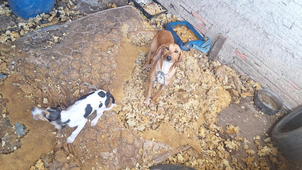 PCPR resgata 11 cachorros vítimas de maus-tratos
