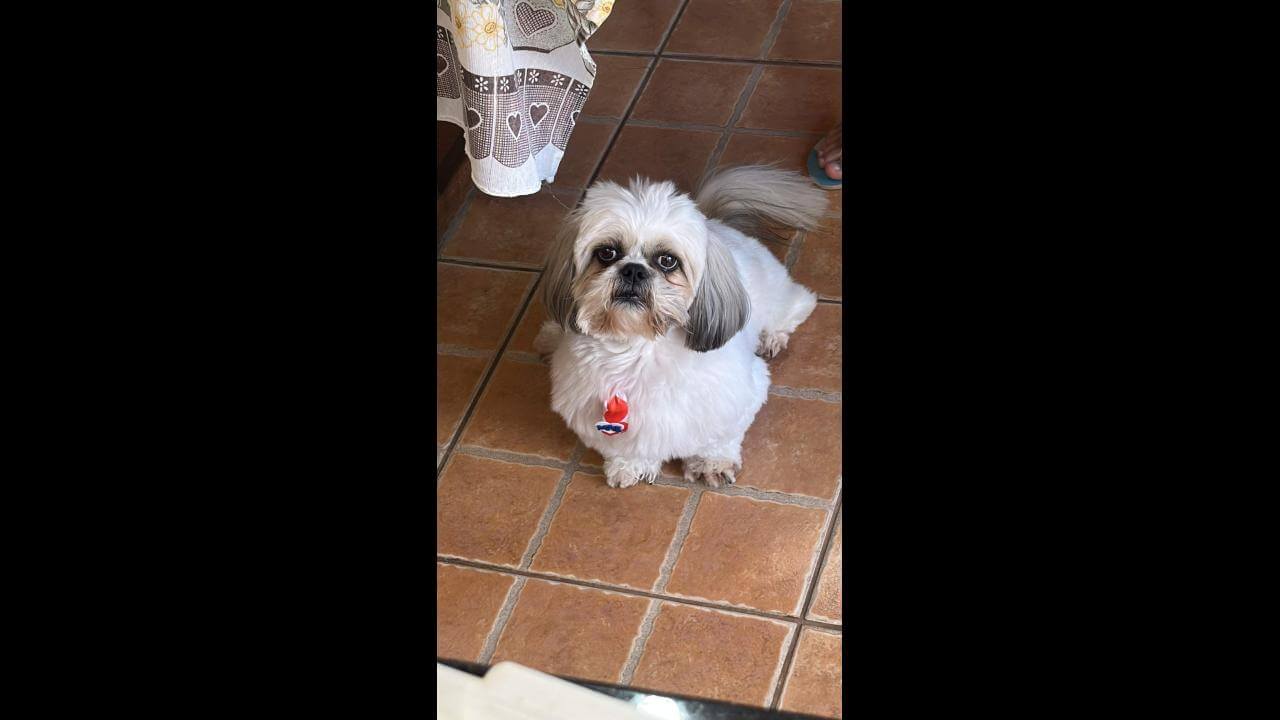 Cachorro Zeca desapareceu no bairro Pioneiros Catarinenses