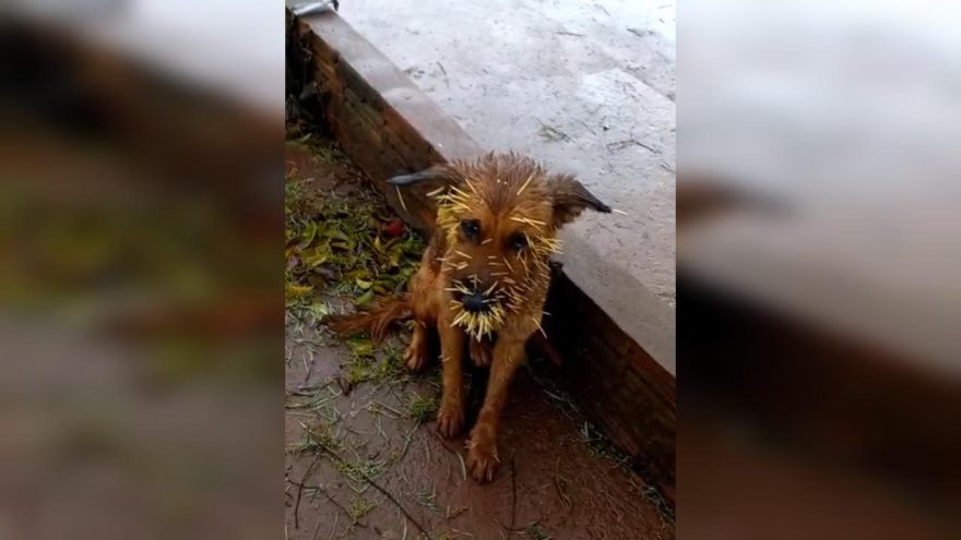 População pede ajuda para socorrer cão ferido por espinhos