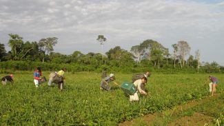 Programa AgroAmigo oferece R$ 1 bilhão em microcrédito