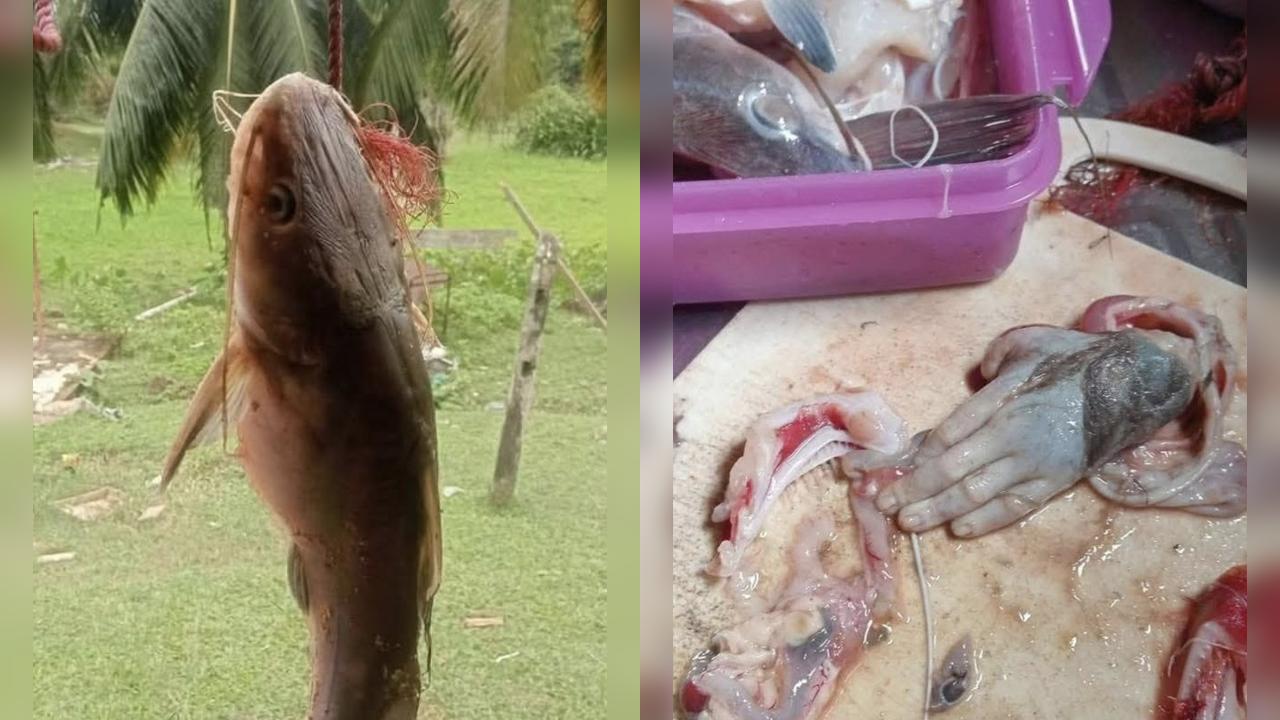 Mão é encontrada dentro de bagre após pescaria