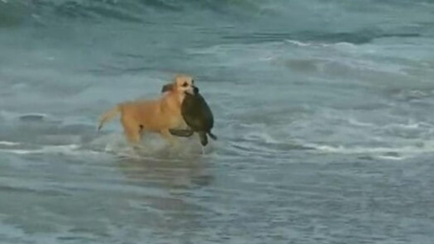 Cachorra se arrisca em mar para salvar tartaruga na praia