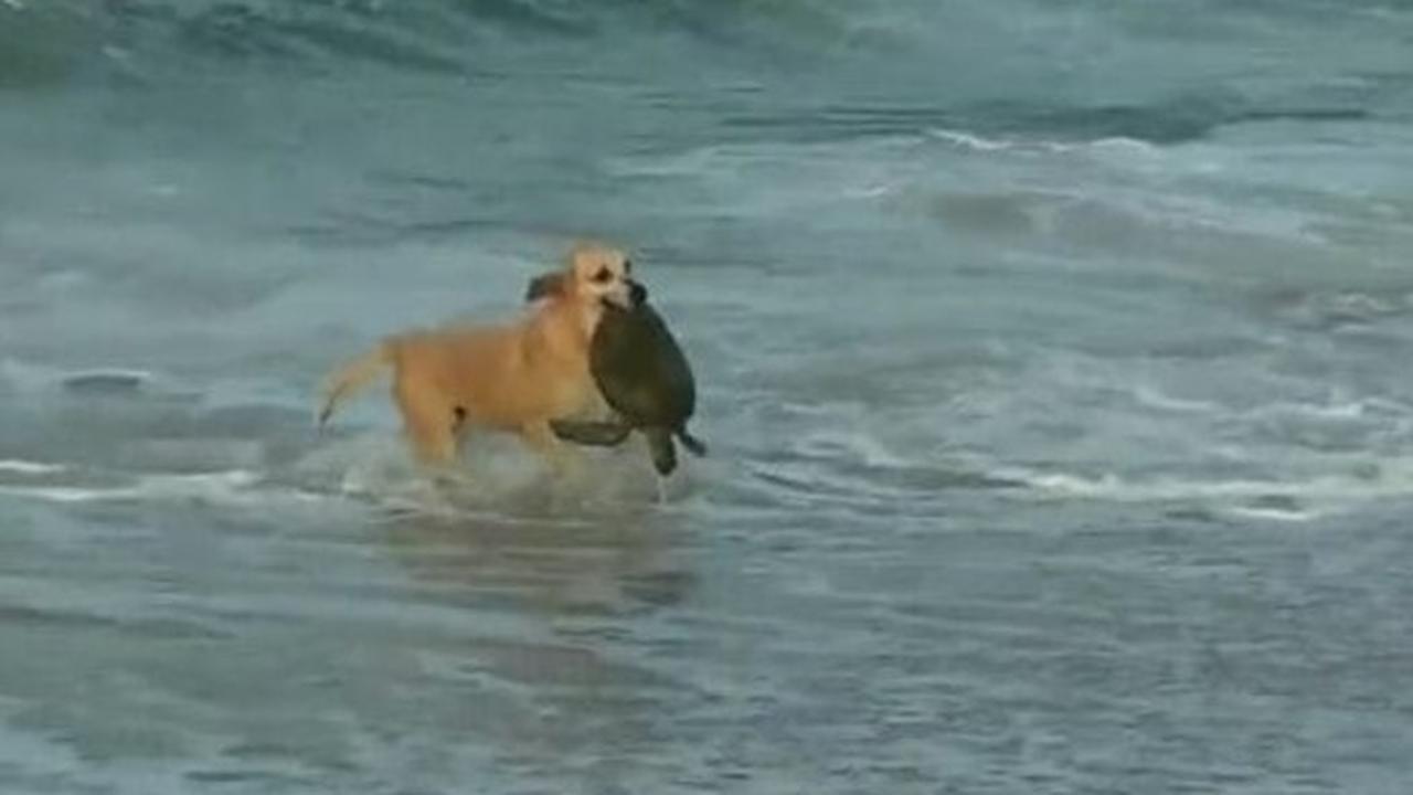 Cachorra se arrisca em mar para salvar tartaruga na praia