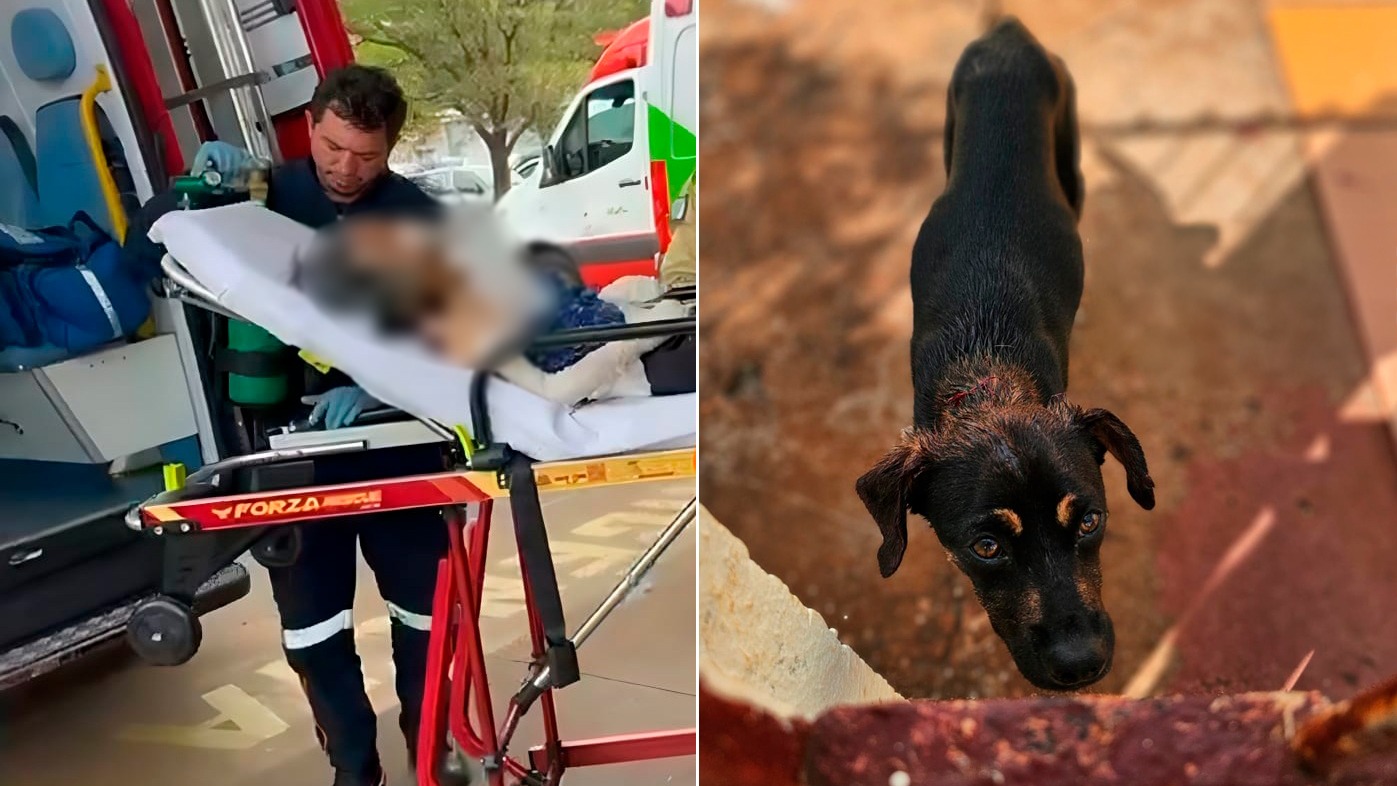 Bombeiros resgatam idosa de 89 anos que teve o braço comido por cachorro
