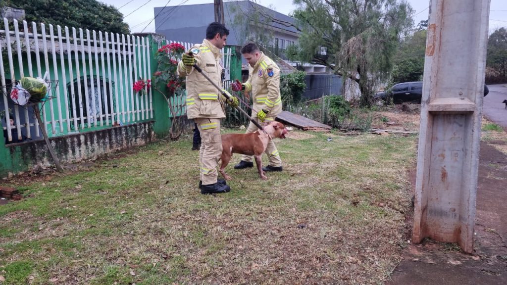 Cão pitbull destrói muro, invade lote e mata cachorro da vizinha