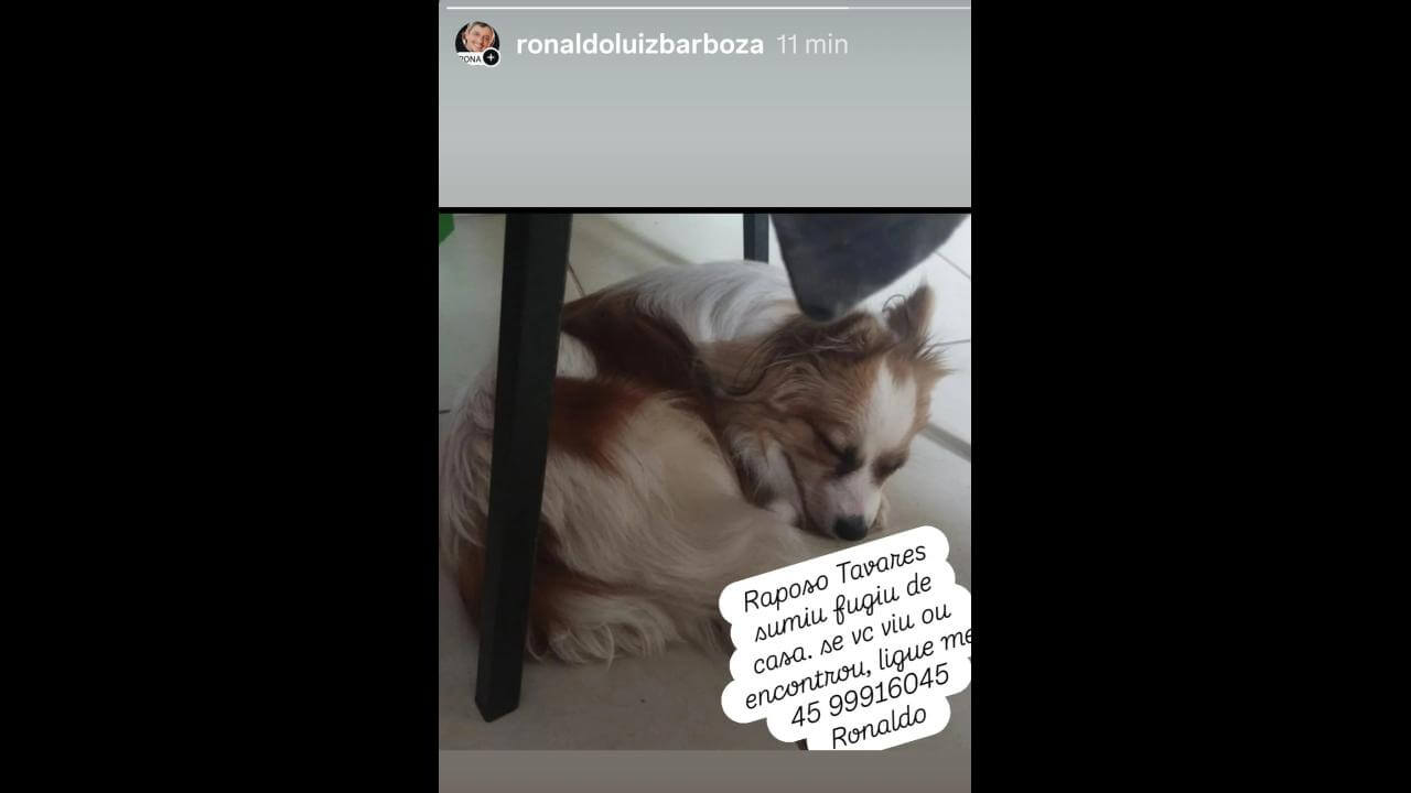 Cachorro Raposo Tavares desapareceu no bairro Centro