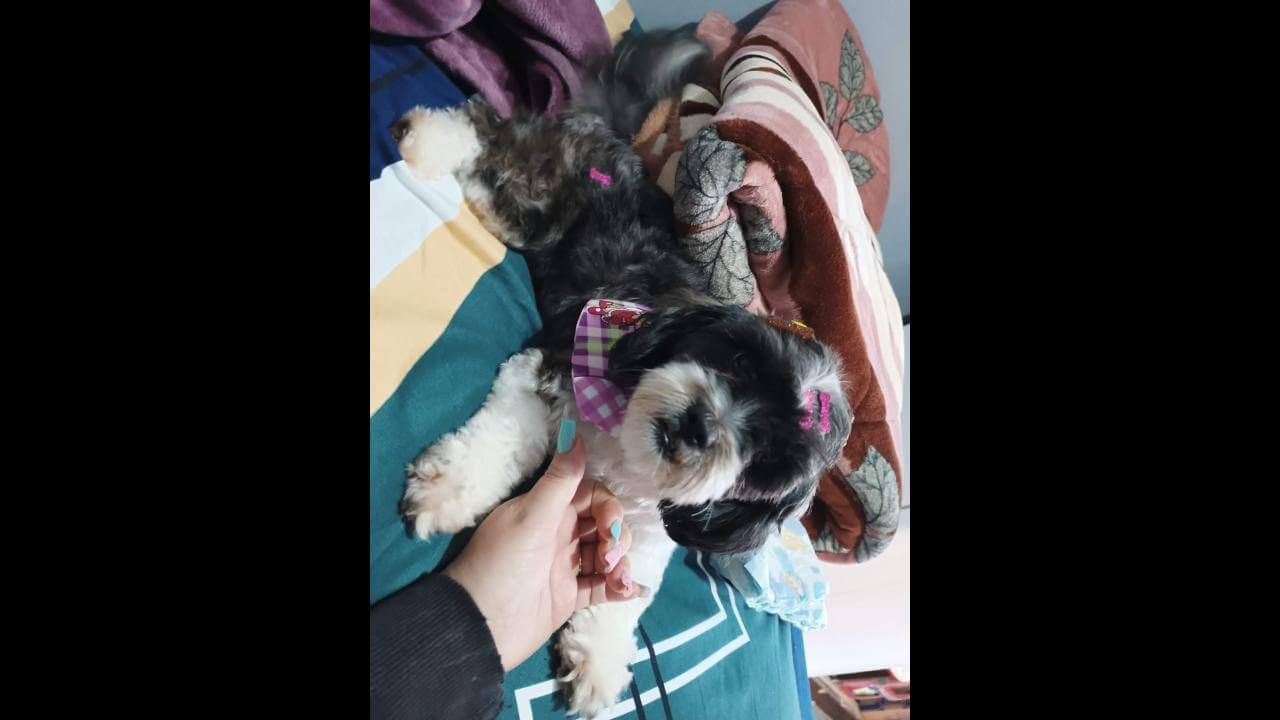 Cachorra Luna desapareceu no bairro Interlagos