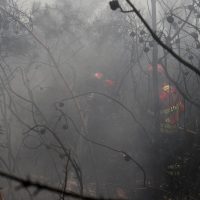 UE: incêndios florestais já queimaram mais de 1 milhão de hectares Imagem referente a UE: incêndios florestais já queimaram mais de 1 milhão de hectares
