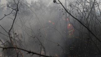 UE: incêndios florestais já queimaram mais de 1 milhão de hectares UE: incêndios florestais já queimaram mais de 1 milhão de hectares