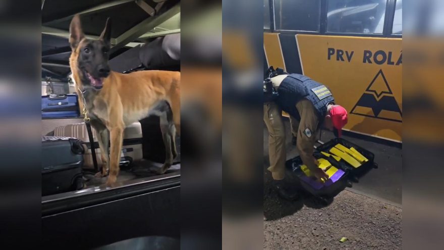 Cascavelense é detido em posse de drogas em ônibus interestadual em Rolândia